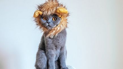 12 Interesante despre pisicile despre care nici măcar nu ați ghicit - fm de lux
