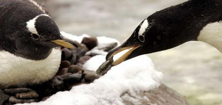 15 Animale care știu să păstreze relațiile mai bine decât noi