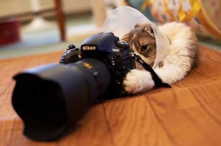 20 de poze haioase cu pisici