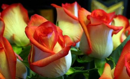 24 Самих цікавих фактів про троянди