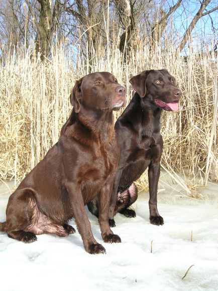 7 legintelligensebb kutyák tenyésztették kifejezetten vadászat