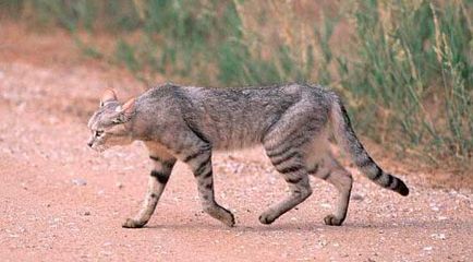 Pisică maro africană, pisică sălbatică, animale