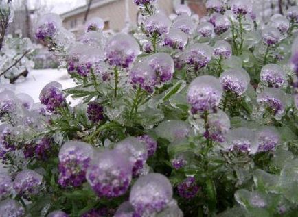 Alyssum ültetés és gondozás a nyílt terepen szakértői vélemények