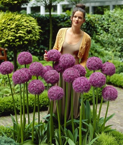 Allium sau arcul decorativ