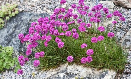 Alpine hegy - az ötlettől a megvalósításig, a kezüket (tanya)