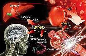 Aminoacizi bcaa germanium, premium