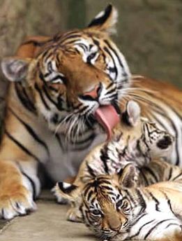 Szibériai tigris érdekesség