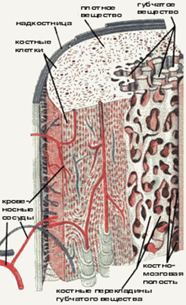 Анатомія розвитку трубчастих кісток