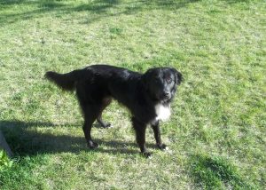 Angol Shepherd Fajtajegyei és leírás (fotókkal), mind a kutyák (fajta) Angol Shepherd Fajtajegyei és leírás (fotókkal), mind a kutyák