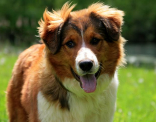 Angol Shepherd Fajtajegyei és leírás (fotókkal), mind a kutyák (angol) Angol Shepherd Fajtajegyei és leírás (fotókkal), mind a kutyák