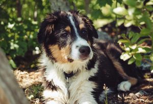 Angol Shepherd Fajtajegyei és leírás (fotókkal), mind a kutyák (leírás) Angol Shepherd Fajtajegyei és leírás (fotókkal), mind a kutyák