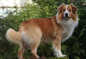 Angol Shepherd Fajtajegyei és leírás (fotókkal), mind a kutyák (leírás) Angol Shepherd Fajtajegyei és leírás (fotókkal), mind a kutyák