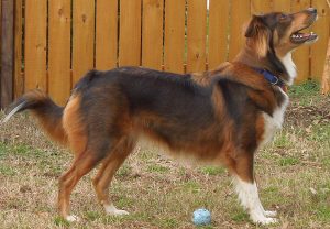Angol Shepherd Fajtajegyei és leírás (fotókkal), mind a kutyák (leírás) Angol Shepherd Fajtajegyei és leírás (fotókkal), mind a kutyák