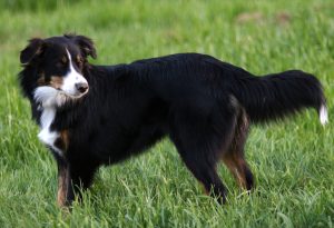 English Caracterizarea și descrierea câinilor de ciobanesc a rasei (cu fotografie), totul despre câini