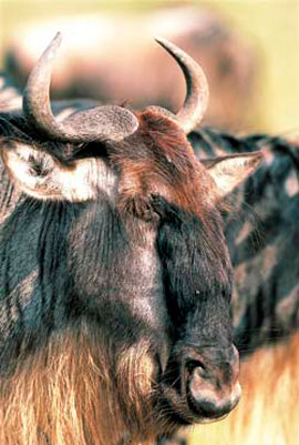 Антилопа гну, антилопу гну можна назвати примхливим гурманом, тварини