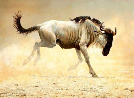 Antelope wildebeest, wildebeest poate fi numit un gurmand capricios, animale