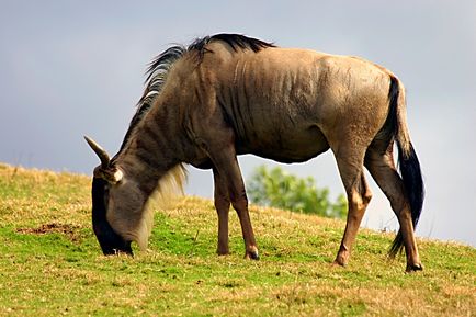 Antelope wildebeest, enciclopedie de animale