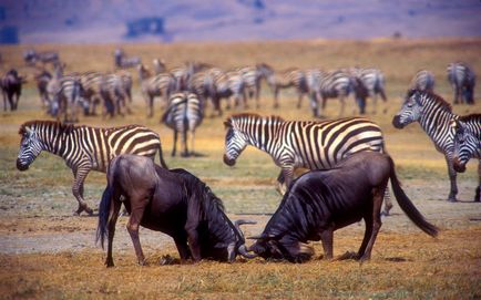 Antelope wildebeest, enciclopedie de animale