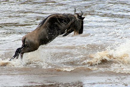 Antelope wildebeest, enciclopedie de animale