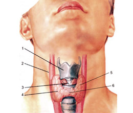 Артерії щитовидної залози