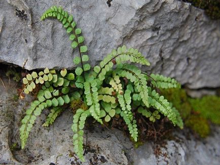 Asplenium fotografii și tipuri, plantare și îngrijire la domiciliu