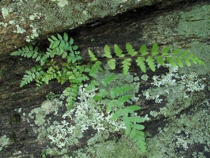 Asplenium fotók és fajok ültetési és ápolási otthon