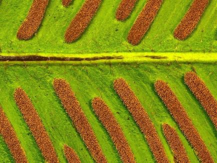 Asplenium fotók és fajok ültetési és ápolási otthon