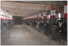 Linie automată de alimentare pentru vaci, sisteme de hrănire a vacilor, agrotehsnab