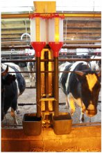 Automata vonal a tehenek takarmányozása, szarvasmarha etetés rendszer, Agrotehsnab