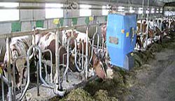Hrănirea automată a bovinelor