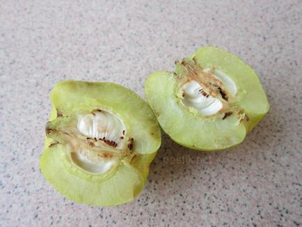 Quince japoneză, chaenomeles (chaenomeles)