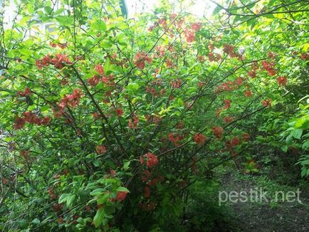 Quince japoneză, chaenomeles (chaenomeles)