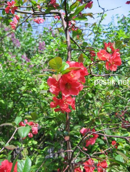 Quince japoneză, chaenomeles (chaenomeles)