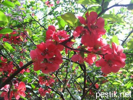 Quince japoneză, chaenomeles (chaenomeles)