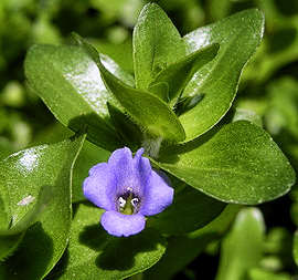 Bacopa (sutra) în creștere, reproducere, soiuri