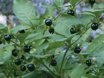 Belladonna közönséges (belladonna) - tünetei és kezelése népi jogorvoslati otthon