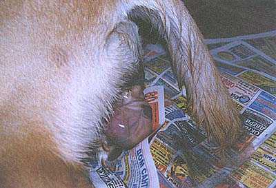 Sarcina și eforturile pentru labradori - Labrador pepinieră