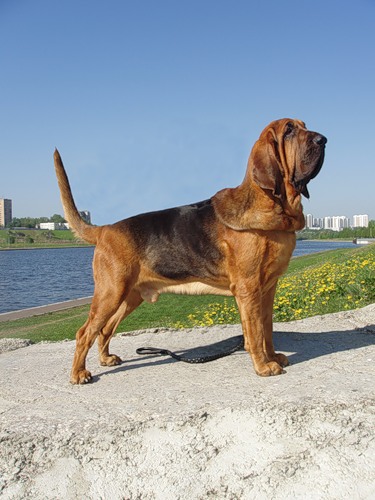Бладхаунд - 101 собака