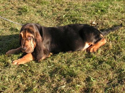 Bloodhound dog Hubertus - fajta leírása