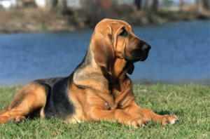 Бладхаунд - собака святого Губерта, секрети домашнього грумінг