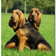 Bloodhound - câinele provinciei sfinte, secretele îngrijirii la domiciliu