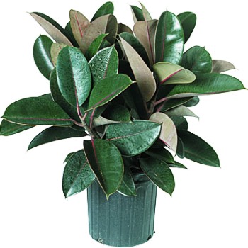 Betegségek és kártevők Ficus és ellenőrző 4874 (kártevők) Betegségek és kártevők Ficus és ellenőrzési 4874