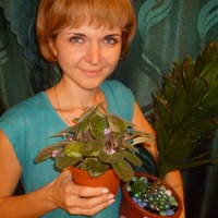 Betegségek és kártevők Ficus és ellenőrző 4874 (őket) Betegségek és kártevők Ficus és ellenőrzési 4874