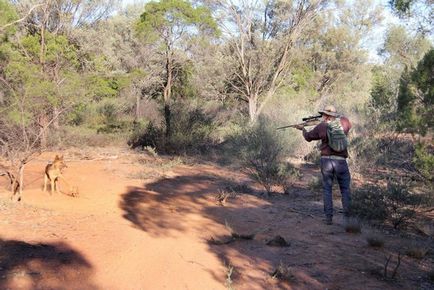 Lupta împotriva câinilor fără stăpân și a celor sălbatici din Australia se desfășoară prin toate mijloacele