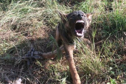 Lupta împotriva câinilor fără stăpân și a celor sălbatici din Australia se desfășoară prin toate mijloacele