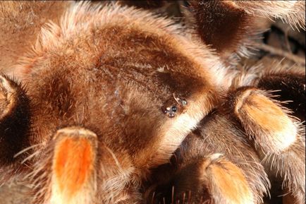 Brachypelma smithi утримання будинку, годування і спаровування brachypelma smithi, так само інша