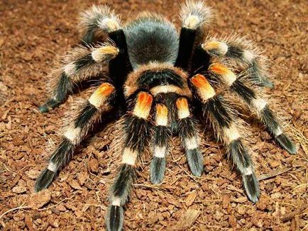 Brachypelma smithi утримання будинку, годування і спаровування brachypelma smithi, так само інша