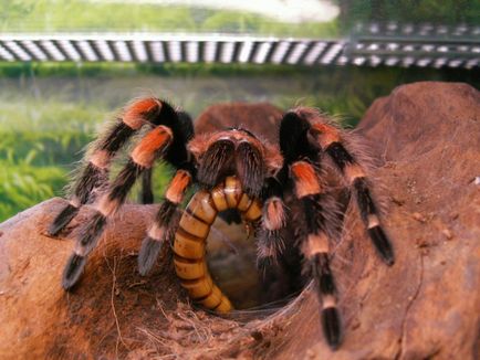 Brachypelma smithi întreținere la domiciliu, hrană și împerechere brachypelma smithi, precum și altele