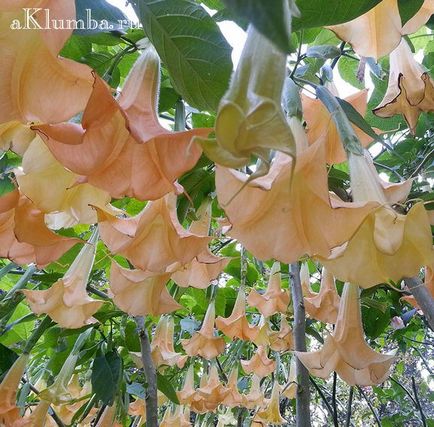 Brugmansia 25 fotó - ültetés és ápolás a nyílt terepen