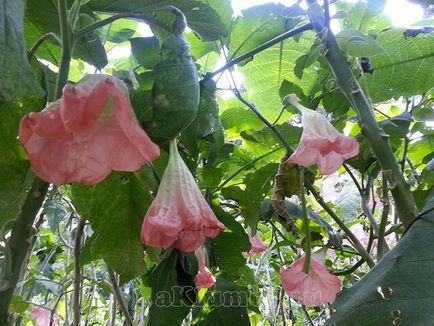 Brugmansia 25 fotó - ültetés és ápolás a nyílt terepen